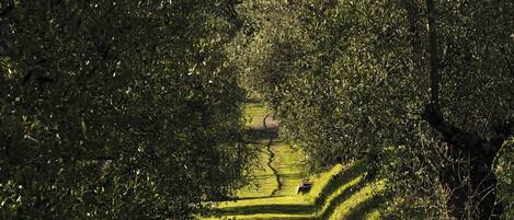 Um caminho serpenteando por um jardim com sebes e árvores bem aparadas.