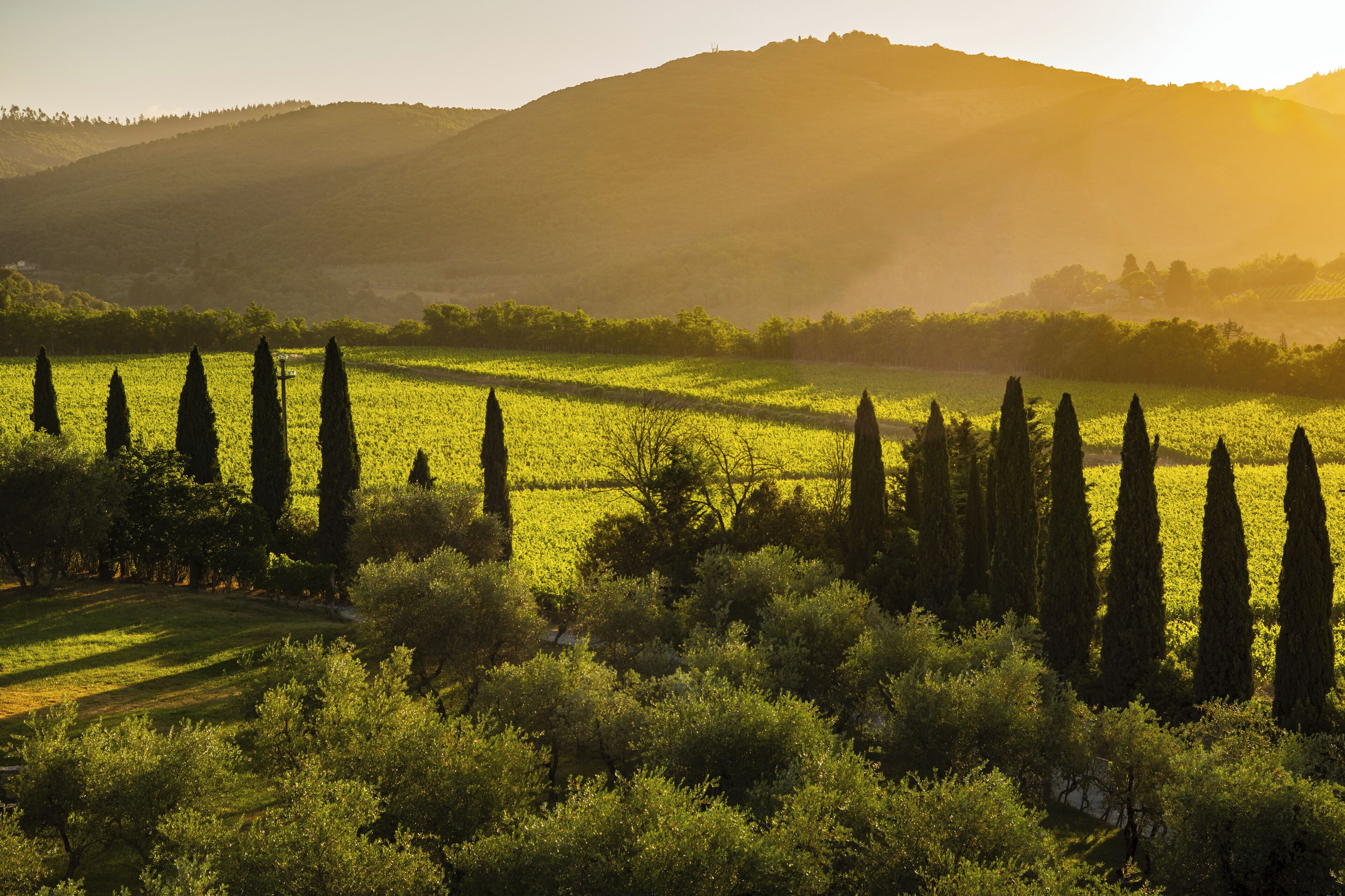 Un vignoble avec des rangées de vignes et de grands cyprès au premier plan.