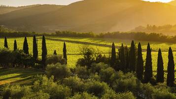 Un vignoble avec des rangées de vignes et de grands cyprès au premier plan.