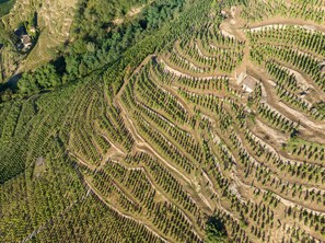 Vineyard