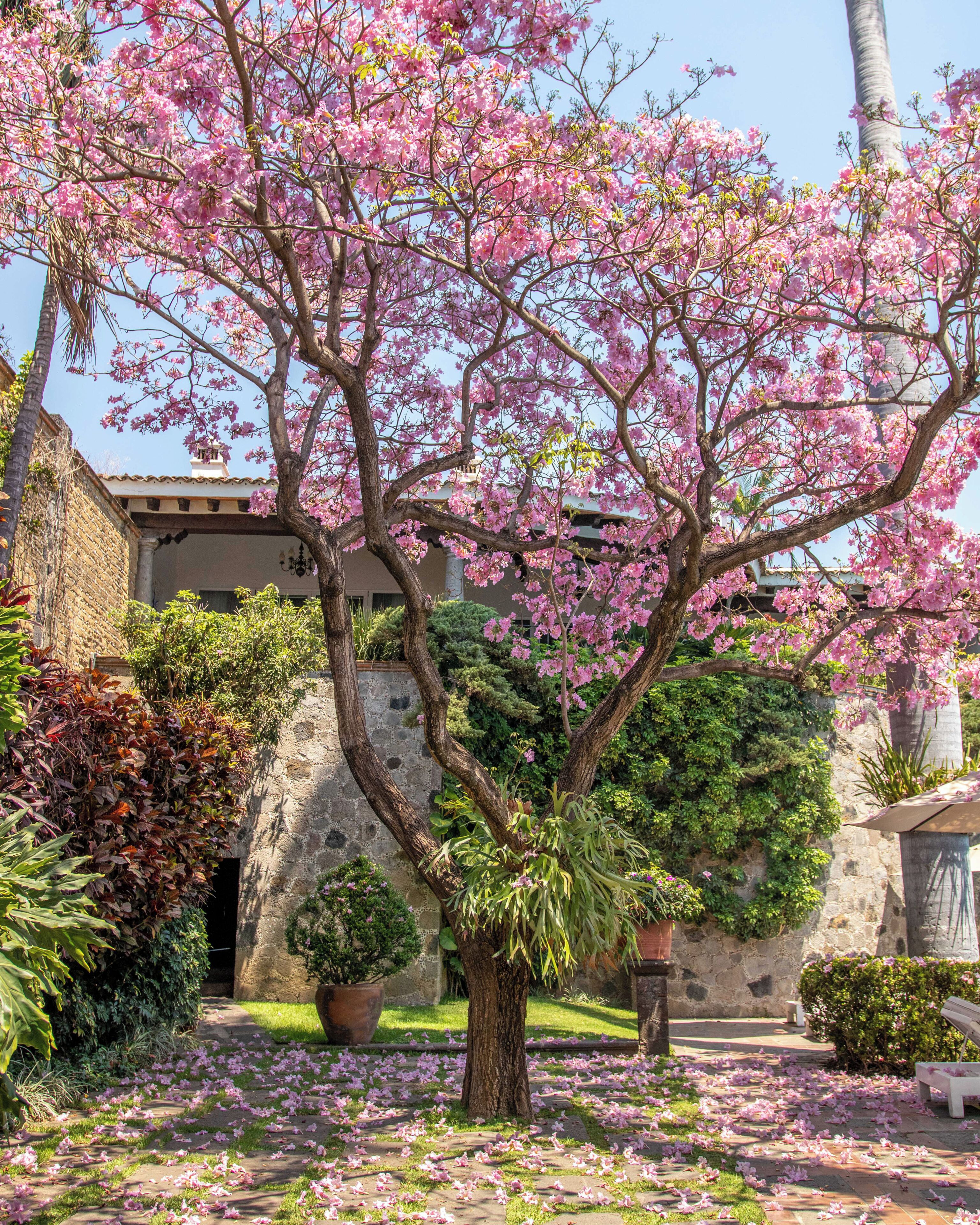 Foto - Las Mananitas Hotel Garden Restaurant and Spa