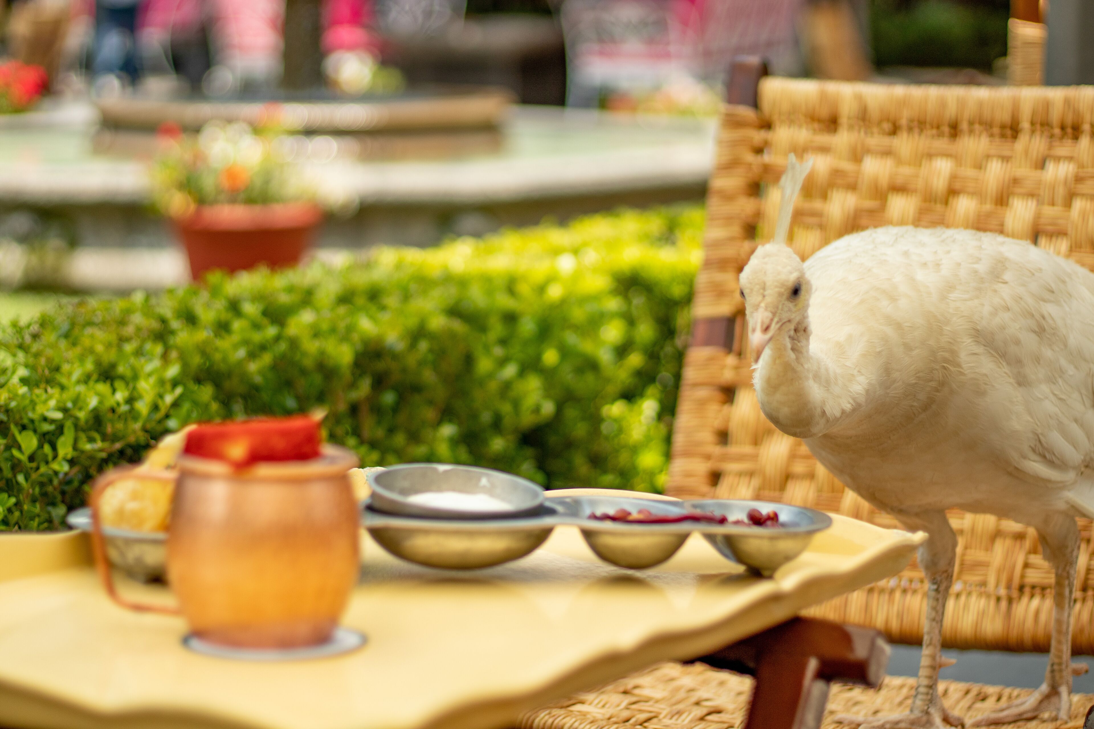 Foto - Las Mañanitas