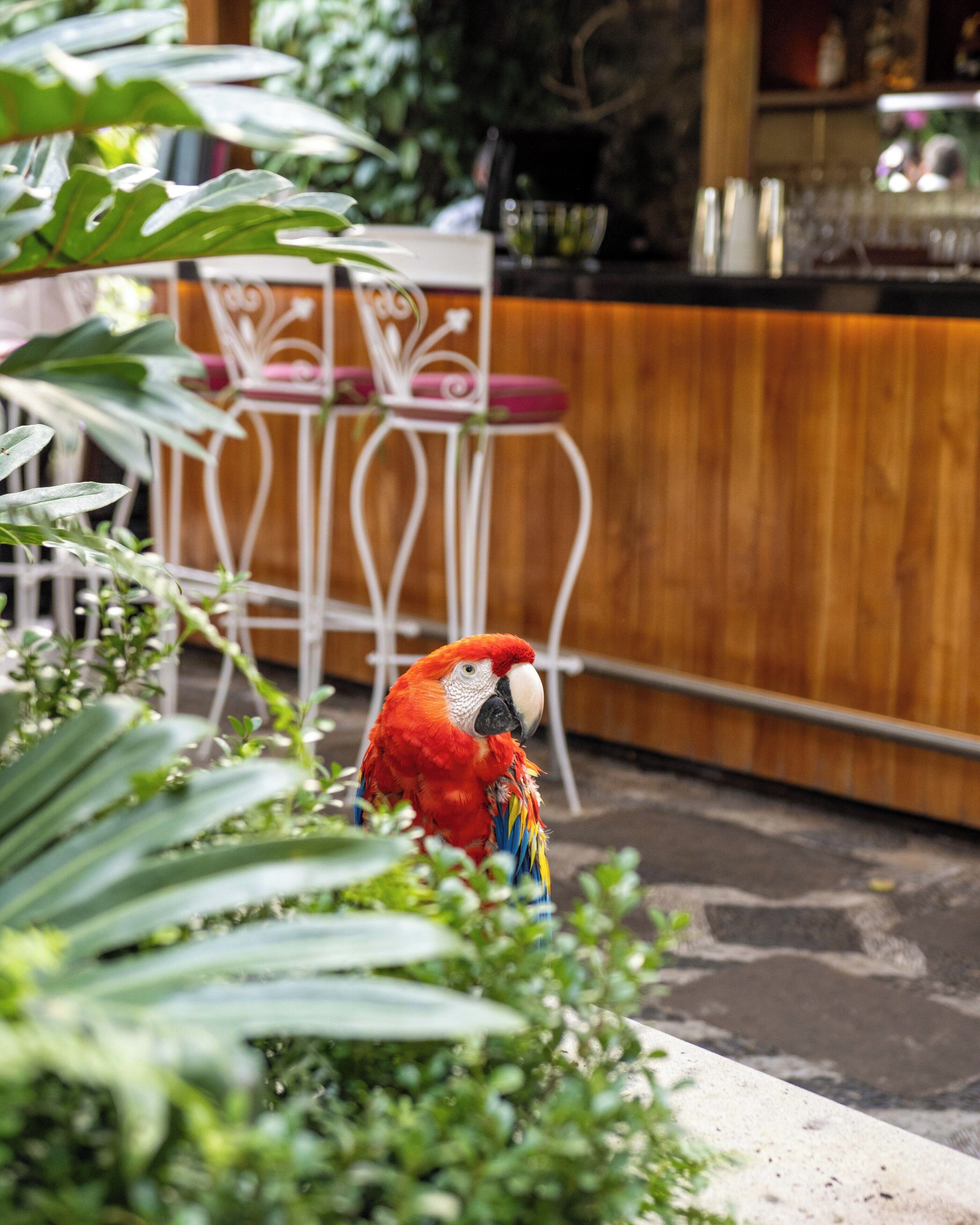 Foto - Las Mananitas Hotel Garden Restaurant and Spa