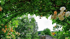 A garden with a stone bridge over a stream, surrounded by lush greenery and flowering plants.