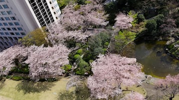 A park with cherry blossoms, a pond, and a traditional Japanese bridge.