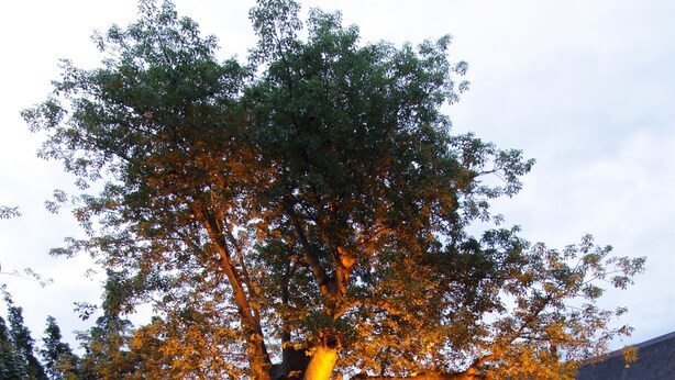 Un árbol grande frente a un edificio con terraza de madera y zona de estar al aire libre.