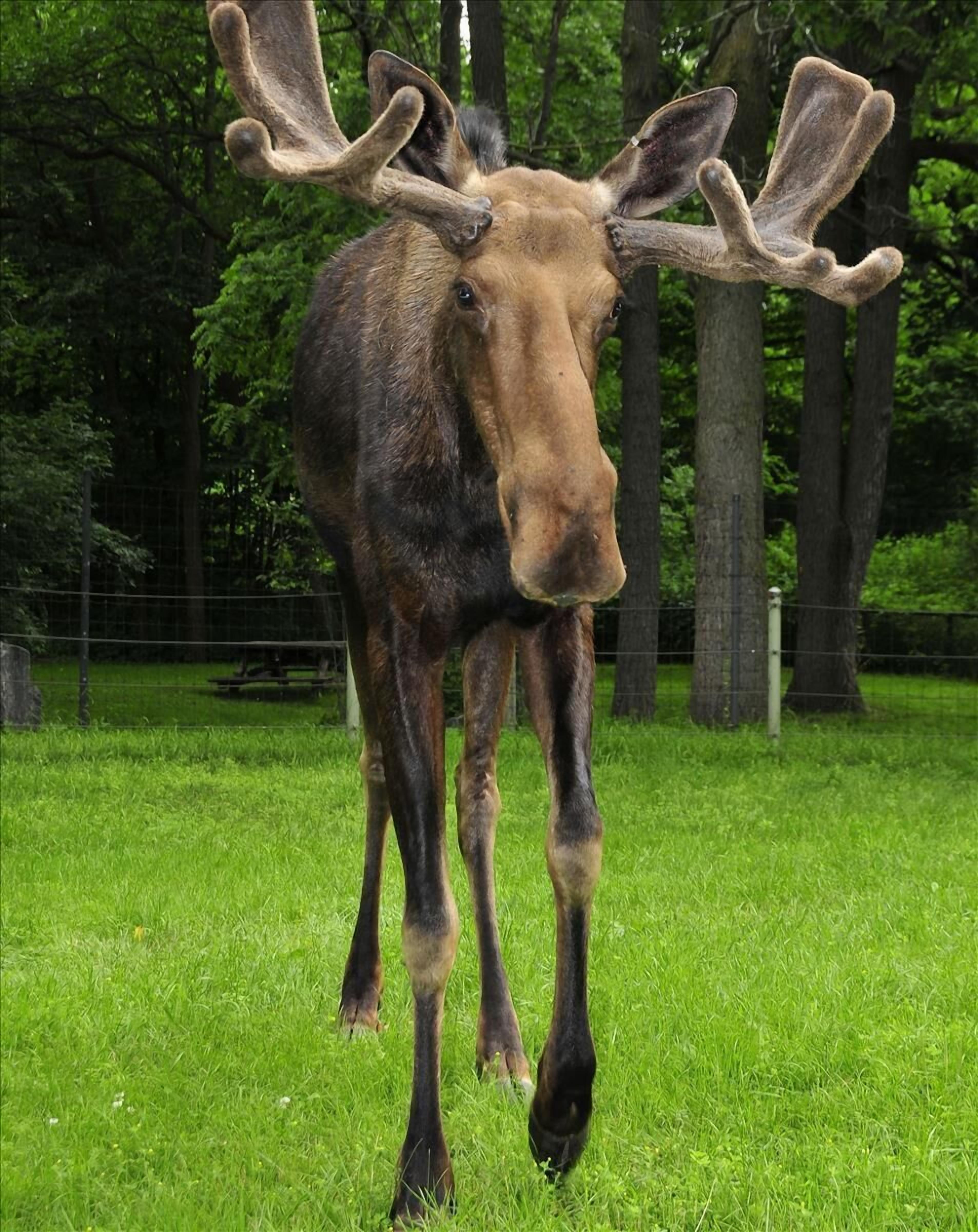 A moose standing in a grassy area with trees in the background.