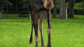 A moose standing in a grassy area with trees in the background.