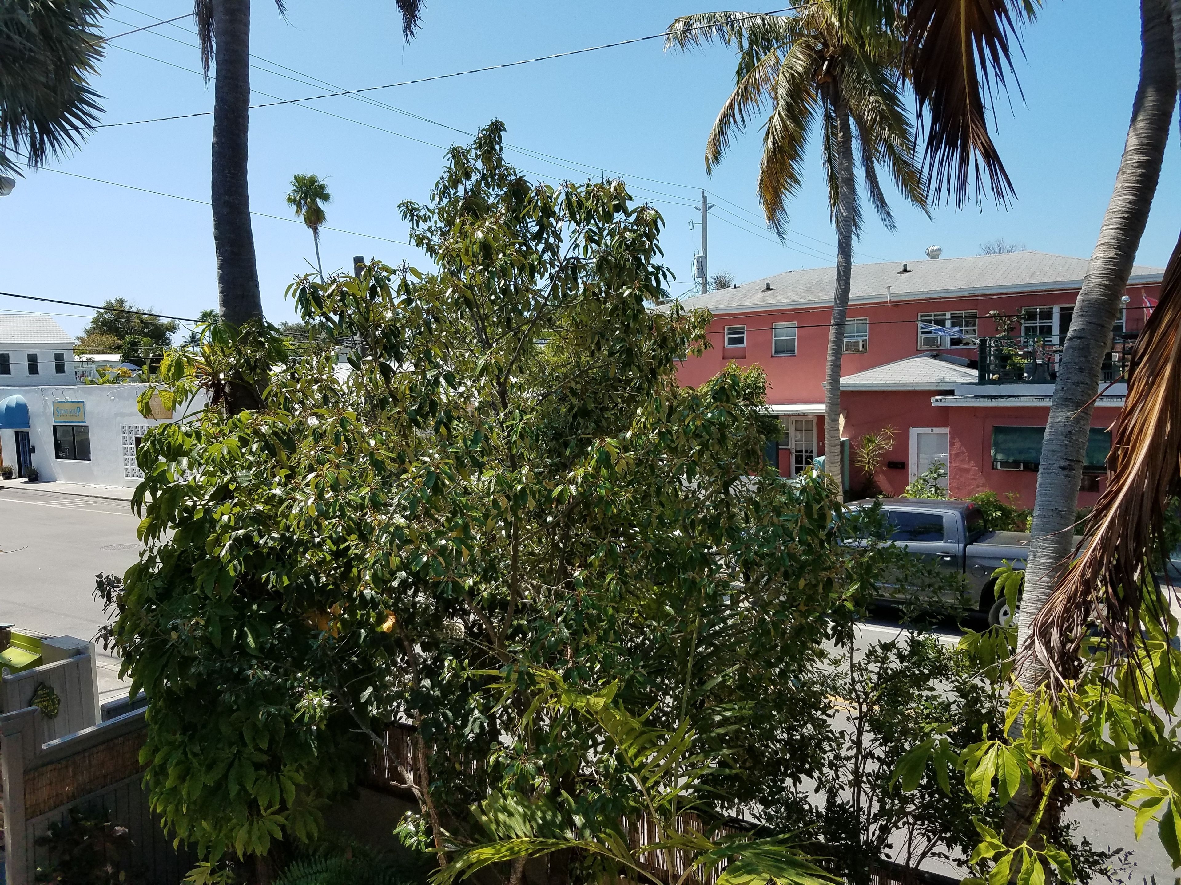 A street view with a red building, a white building with a blue awning, and a tree in the foreground.