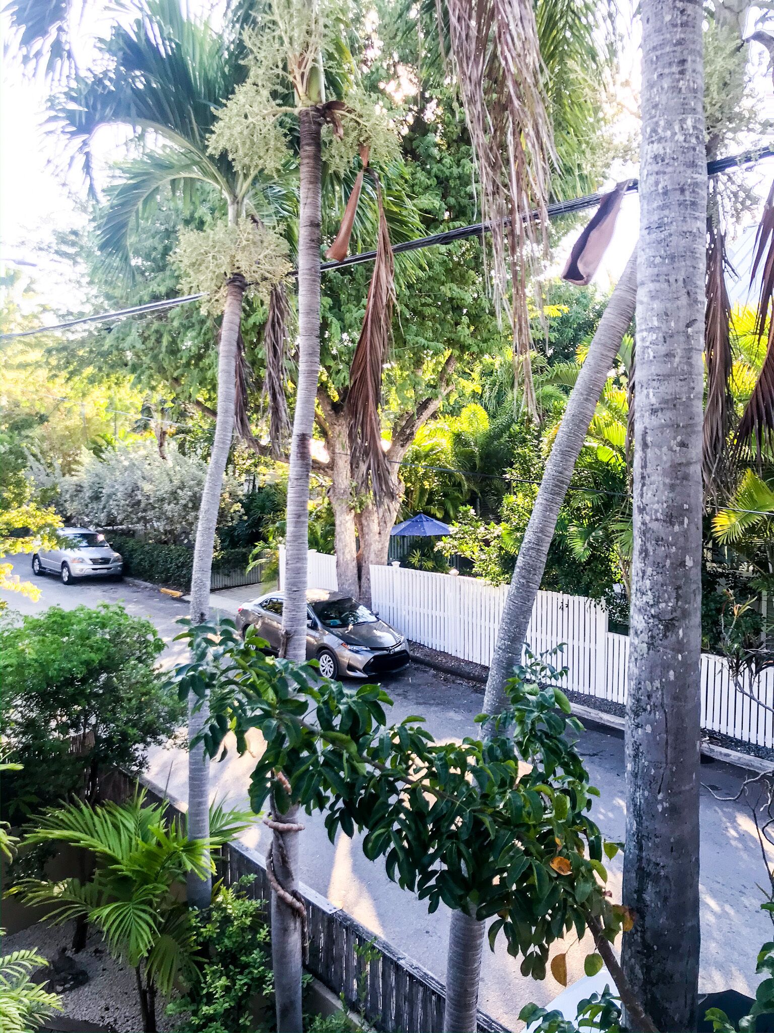 A residential street with palm trees, a white fence, and parked cars.
