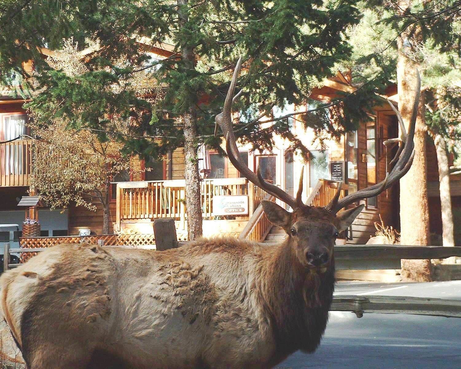 Un gran alce con astas llamativas está de pie frente a un edificio de madera con un letrero que dice "Grandma's Cabin Office".