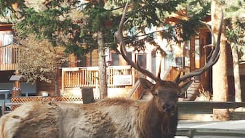 Un gran alce con astas llamativas está de pie frente a un edificio de madera con un letrero que dice "Grandma's Cabin Office".