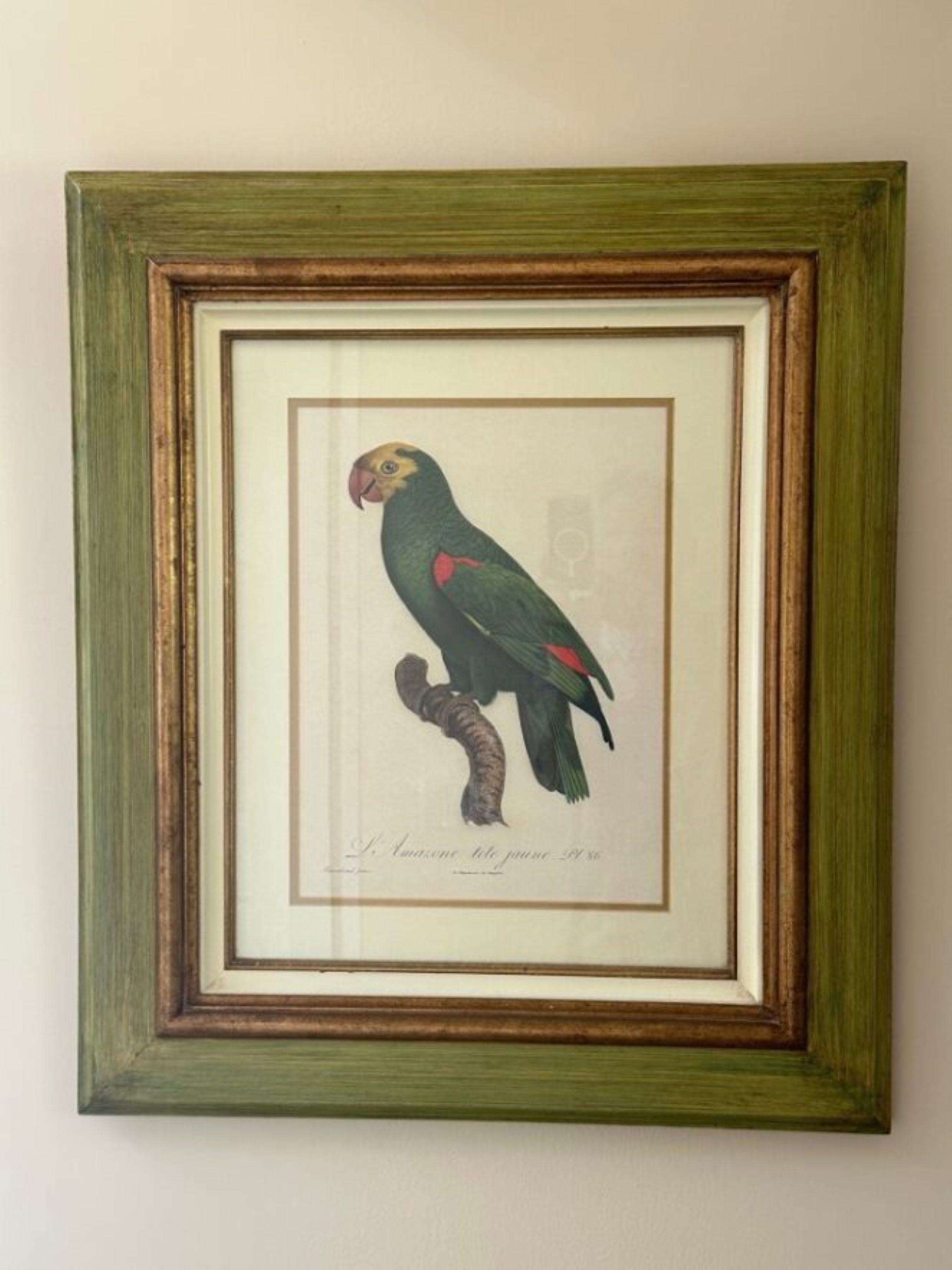 Ilustración enmarco de un pájaro con una mancha roja en el ala, titulada 'Le Amazone tete jaune 1896'.