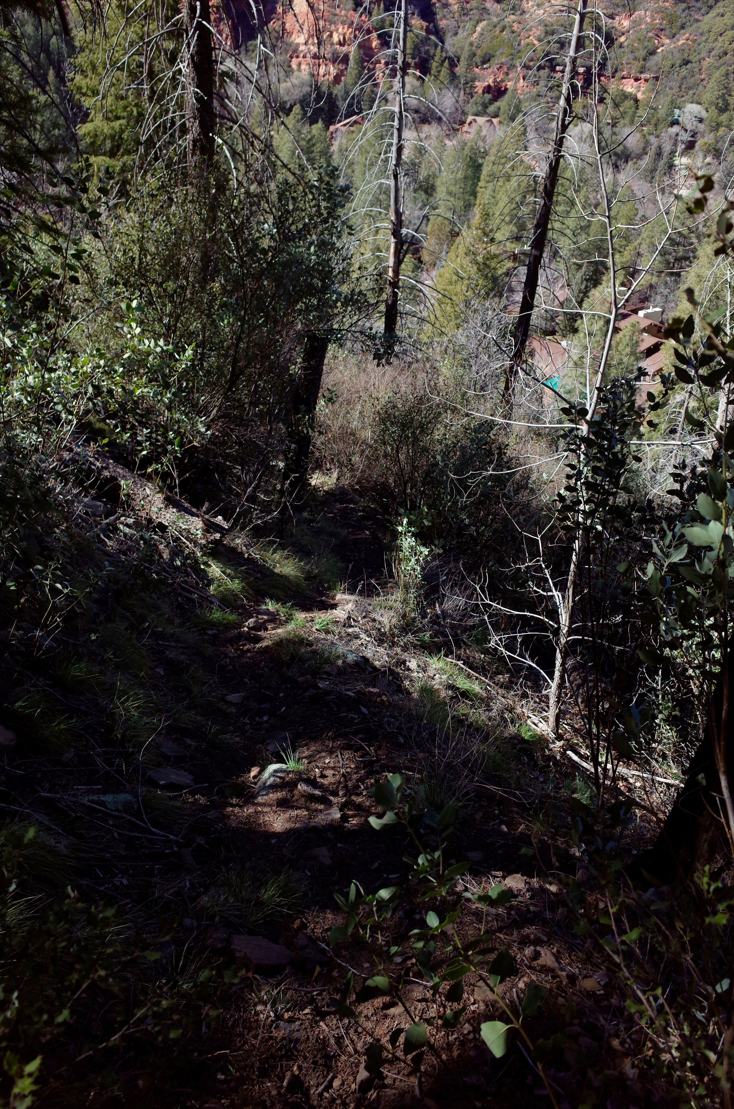 A forested area with a dirt path, trees, and some greenery.