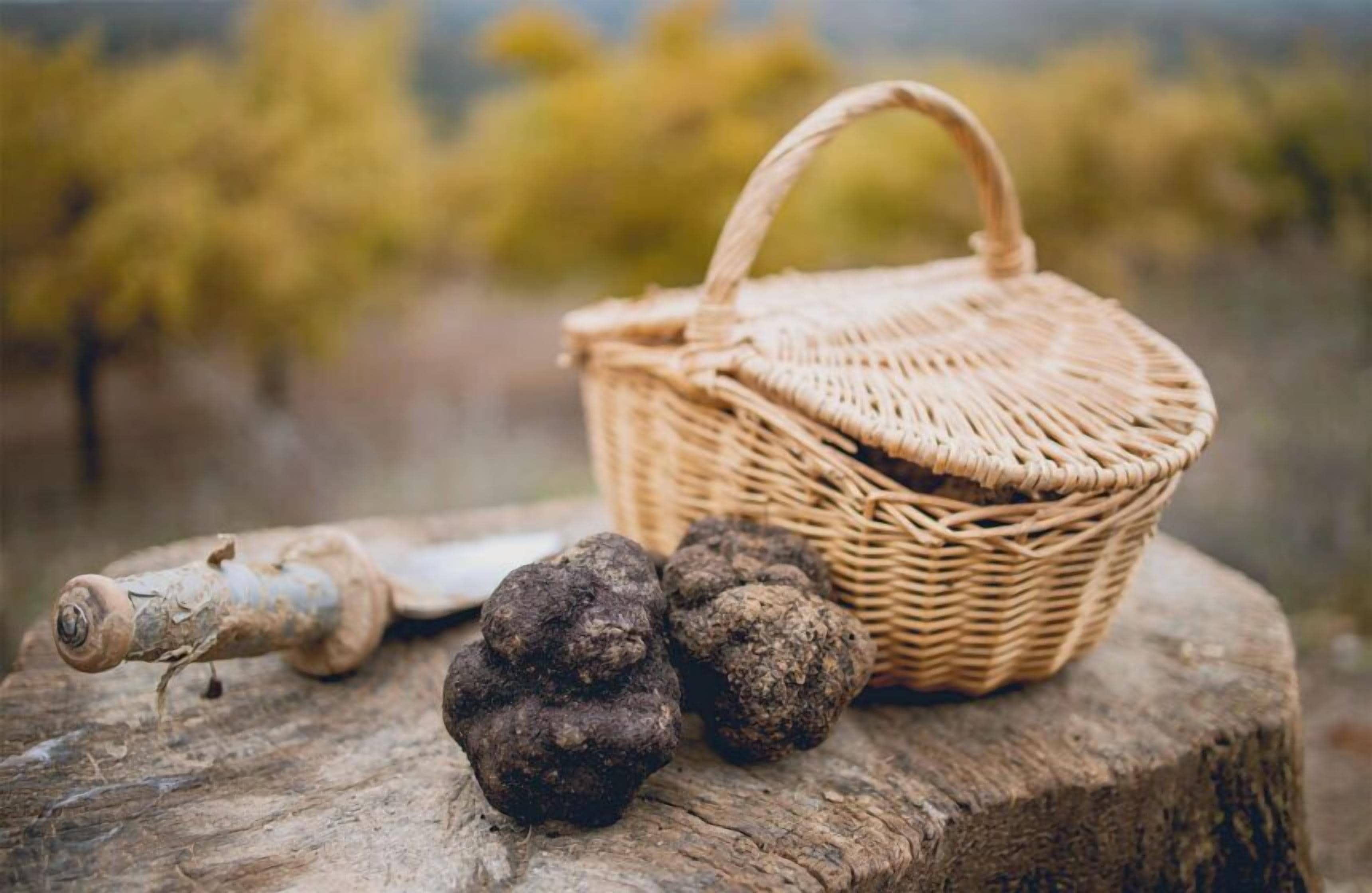 Un panier en osier posé sur un tronc d’arbre, avec deux objets sombres à côté.