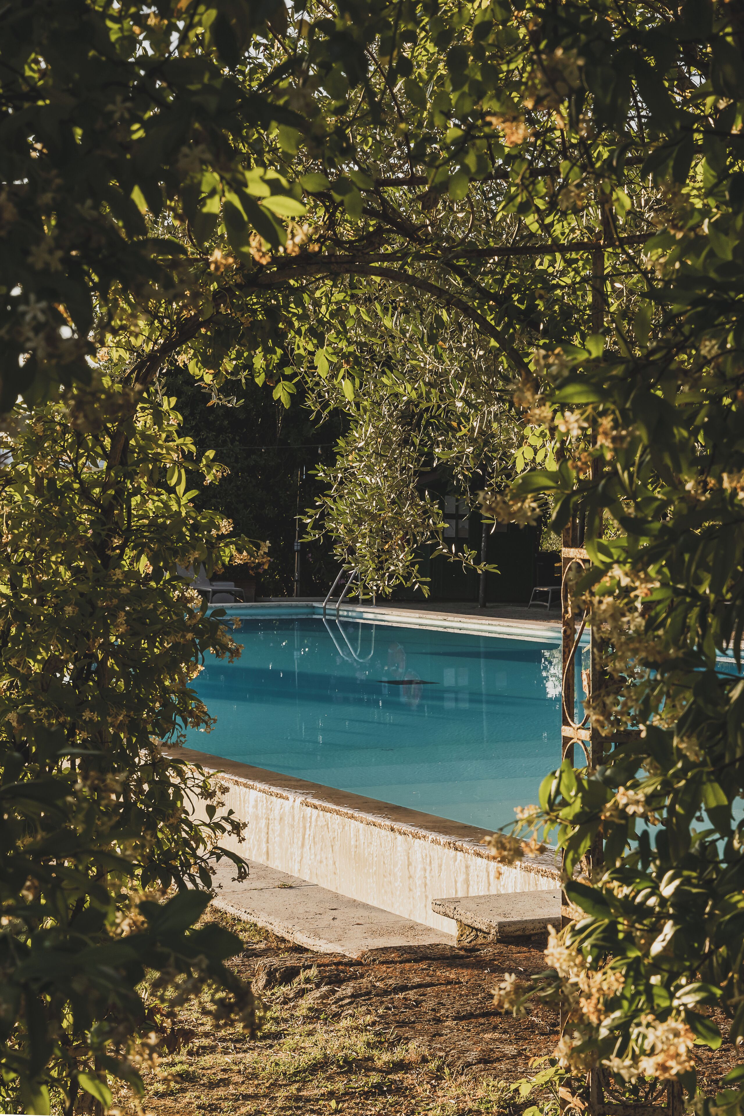 Ein Pool, umgeben von Bäumen.
