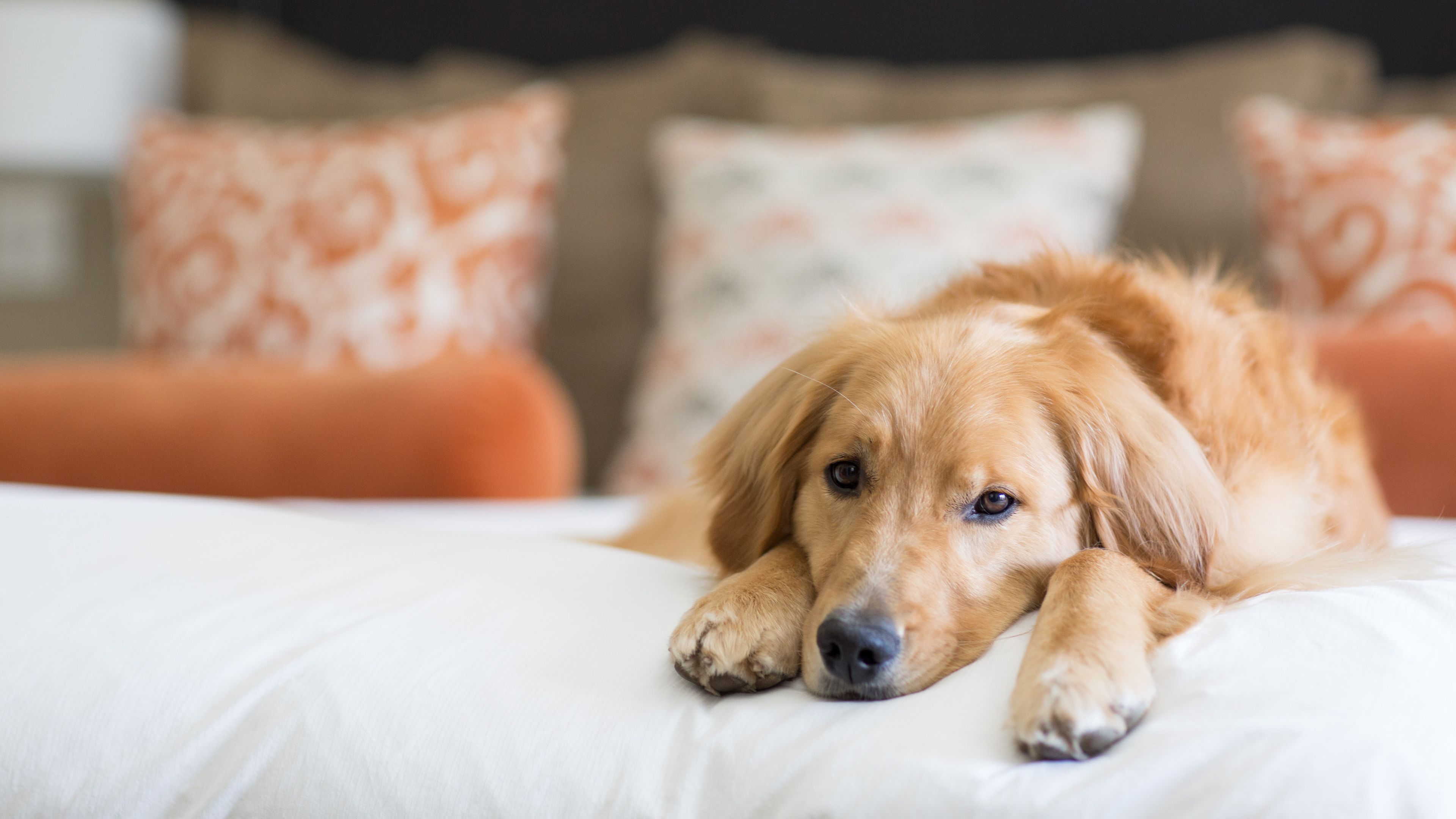 premium bedding, down duvets, in-room safe, desk