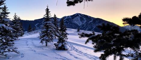 A snowy landscape with trees and a mountain in the background.