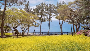 A coastal landscape with trees, a wooden fence, and a field of yellow flowers.