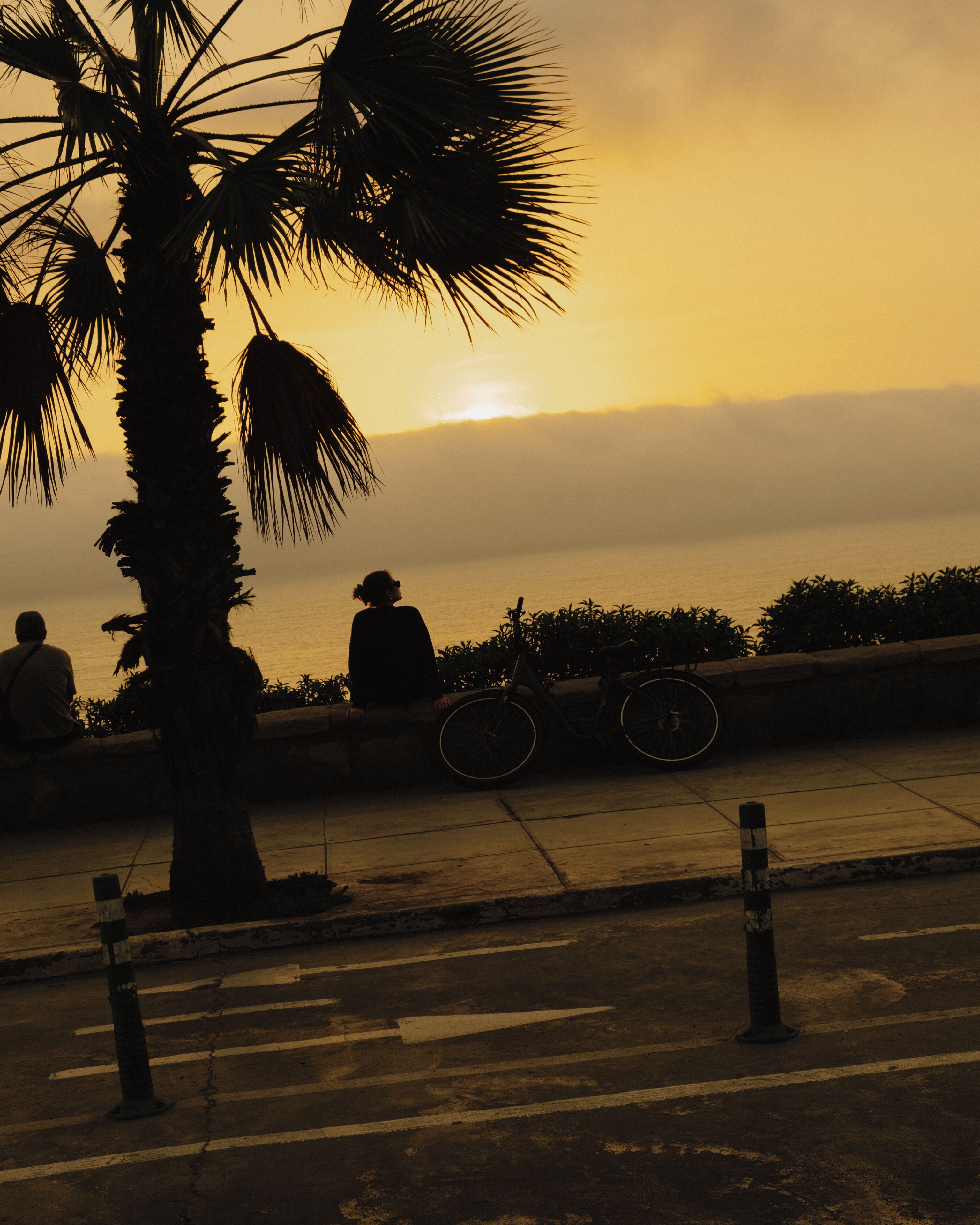 A sunset view with palm trees and a bicycle in the foreground.