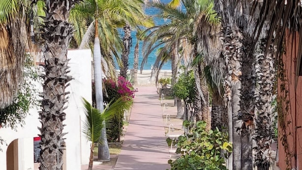 A pathway lined with palm trees and a beach in the distance. - Buena Vista Oceanfront & Hot Springs Resort (Buenavista)