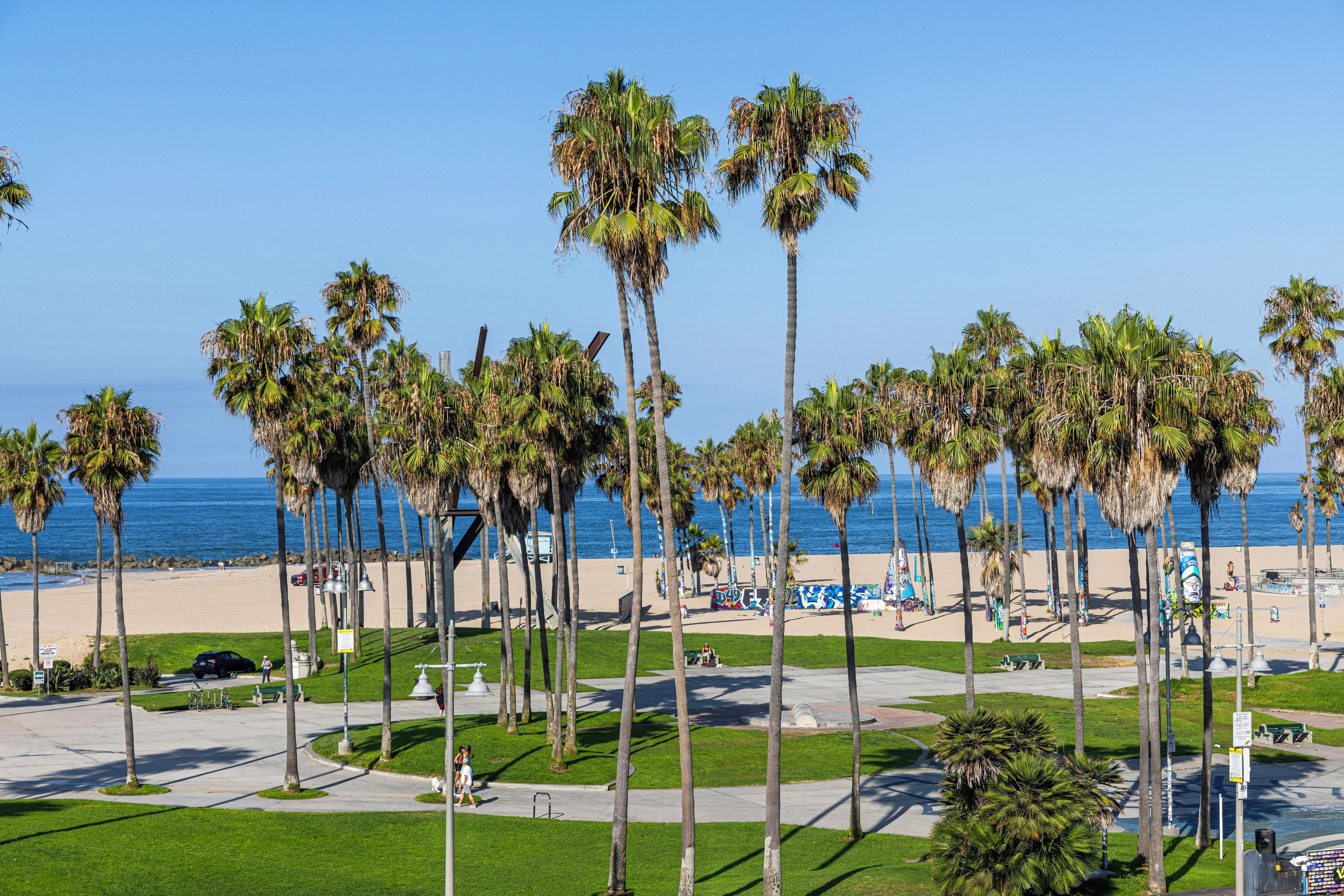 A beach with palm trees, a clear sky, and a view of the ocean.