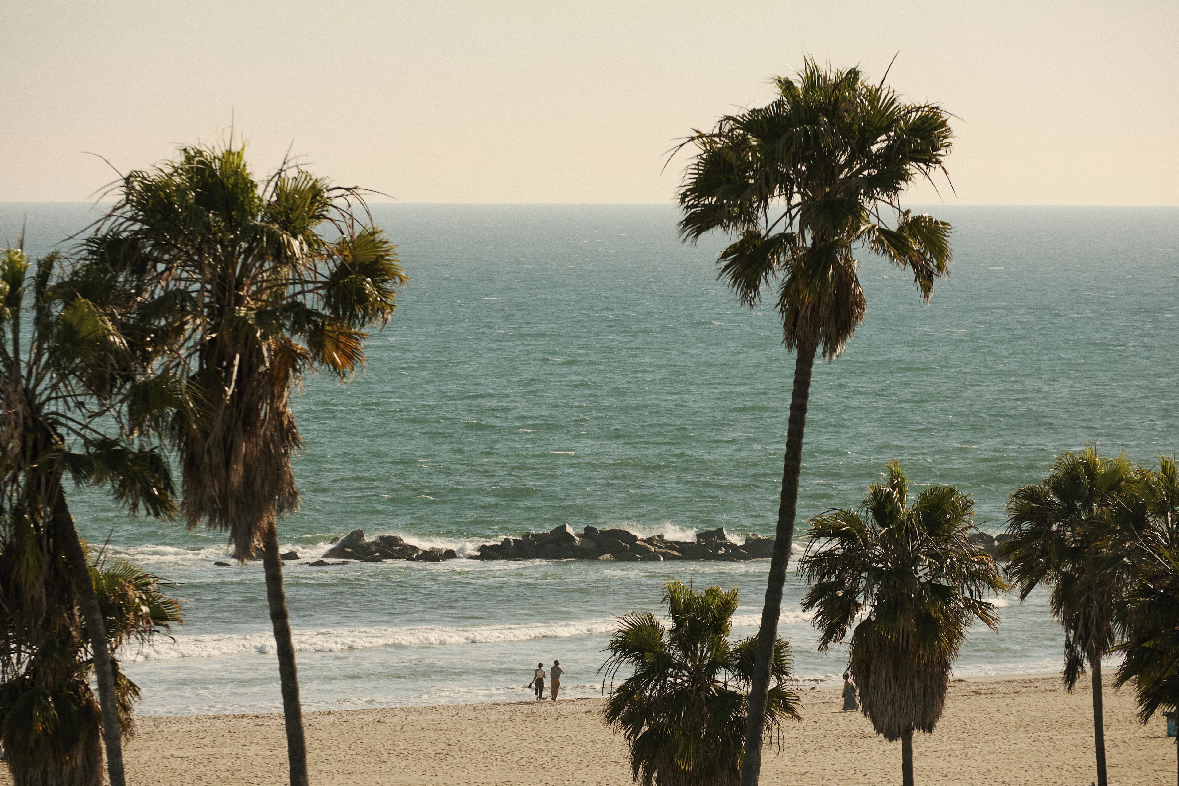 A beach with palm trees and the ocean.
