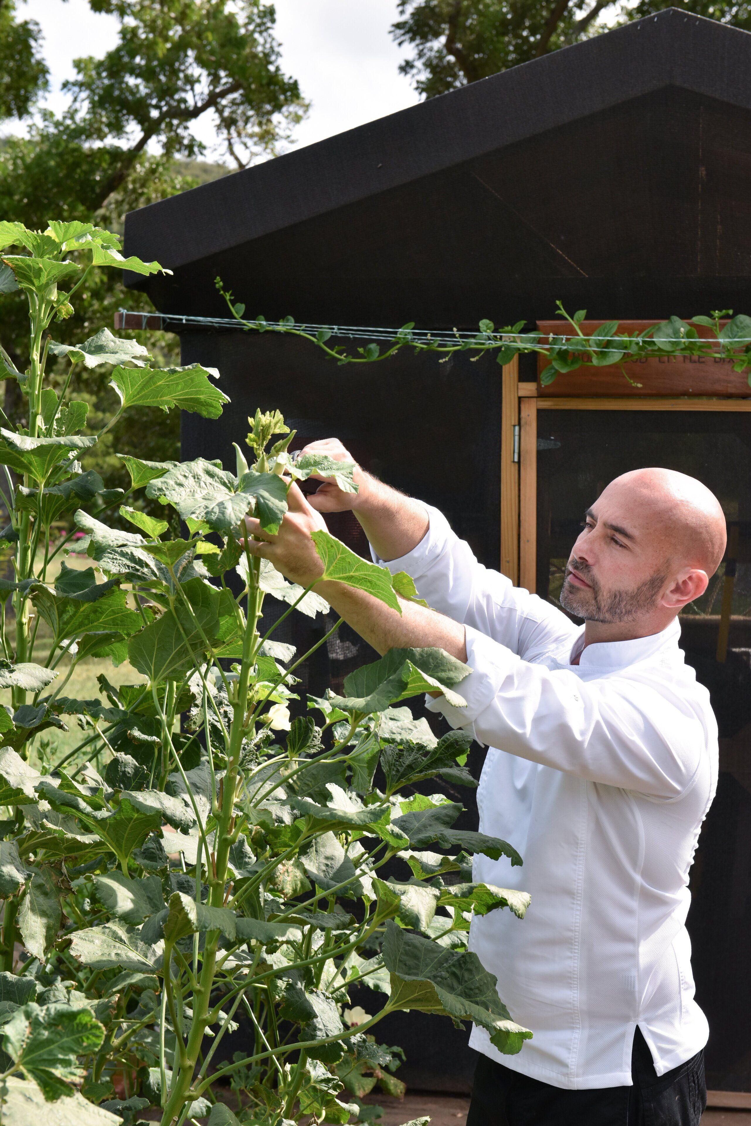 Una persona cuidando una planta en un jardín, con un edificio al fondo.