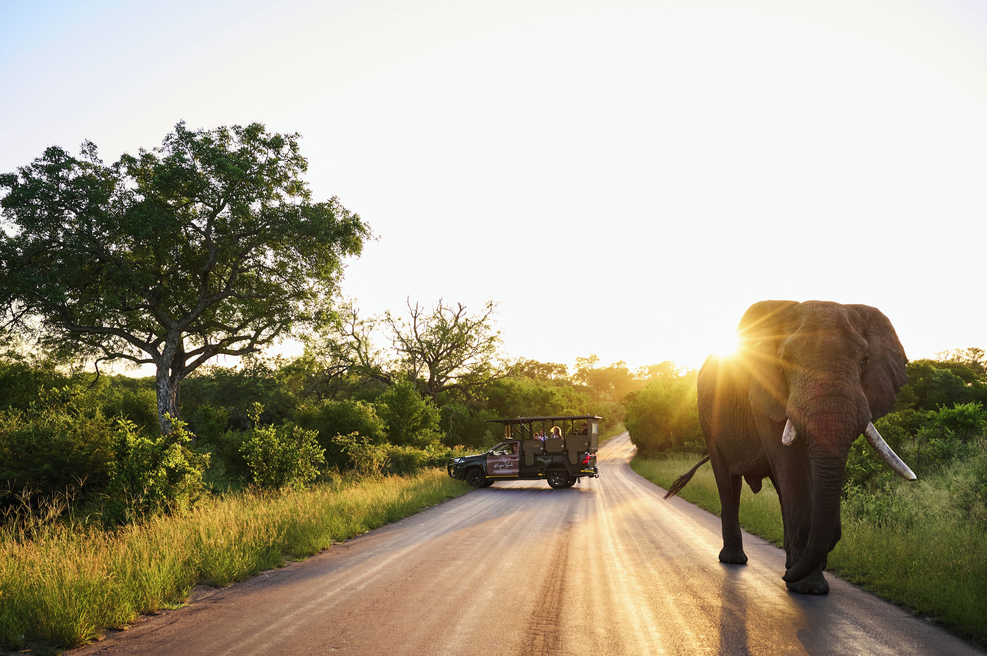 Un véhicule de safari sur une route, avec un éléphant qui marche à côté.