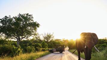 A safari vehicle on a road with an elephant walking beside it.