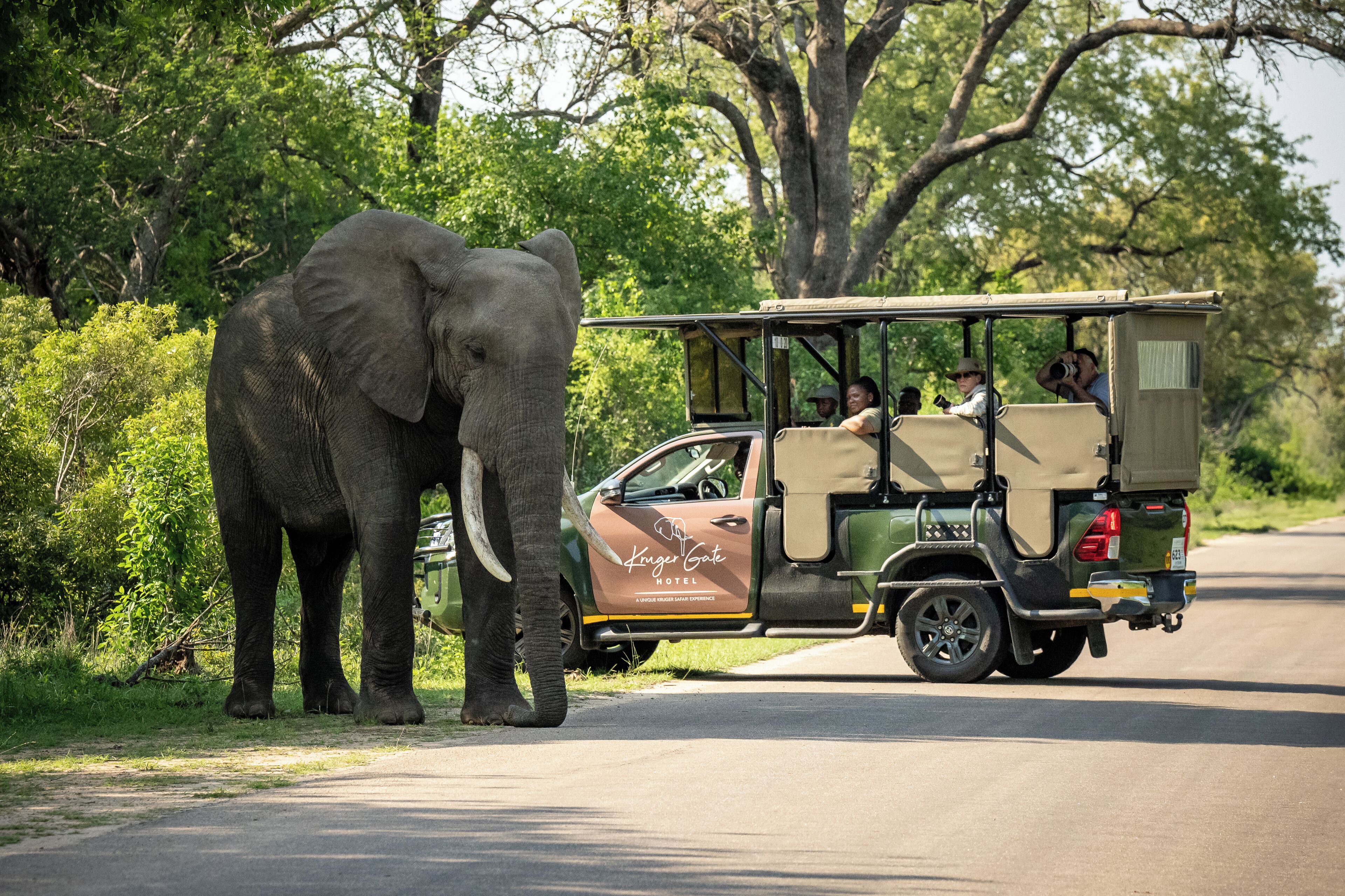 A safari vehicle with passengers and an elephant on a road surrounded by greenery.