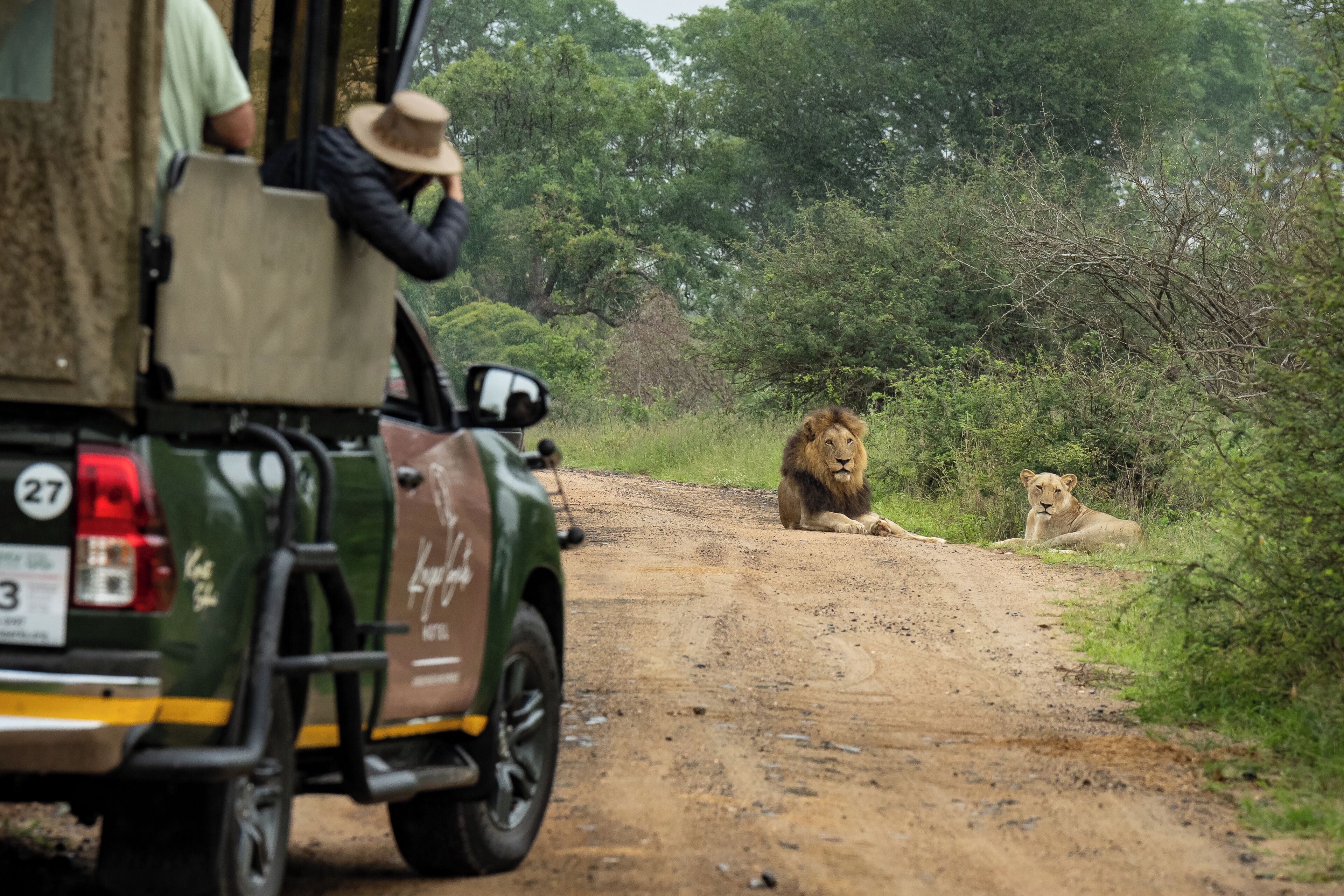 A safari vehicle with a lioness lying on the road.