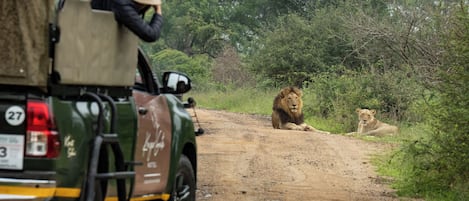 A safari vehicle with a lioness lying on the road.