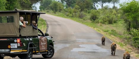 Un vehículo safari con dos pasajeros, uno fotografiando y tres hienas caminando por la carretera.