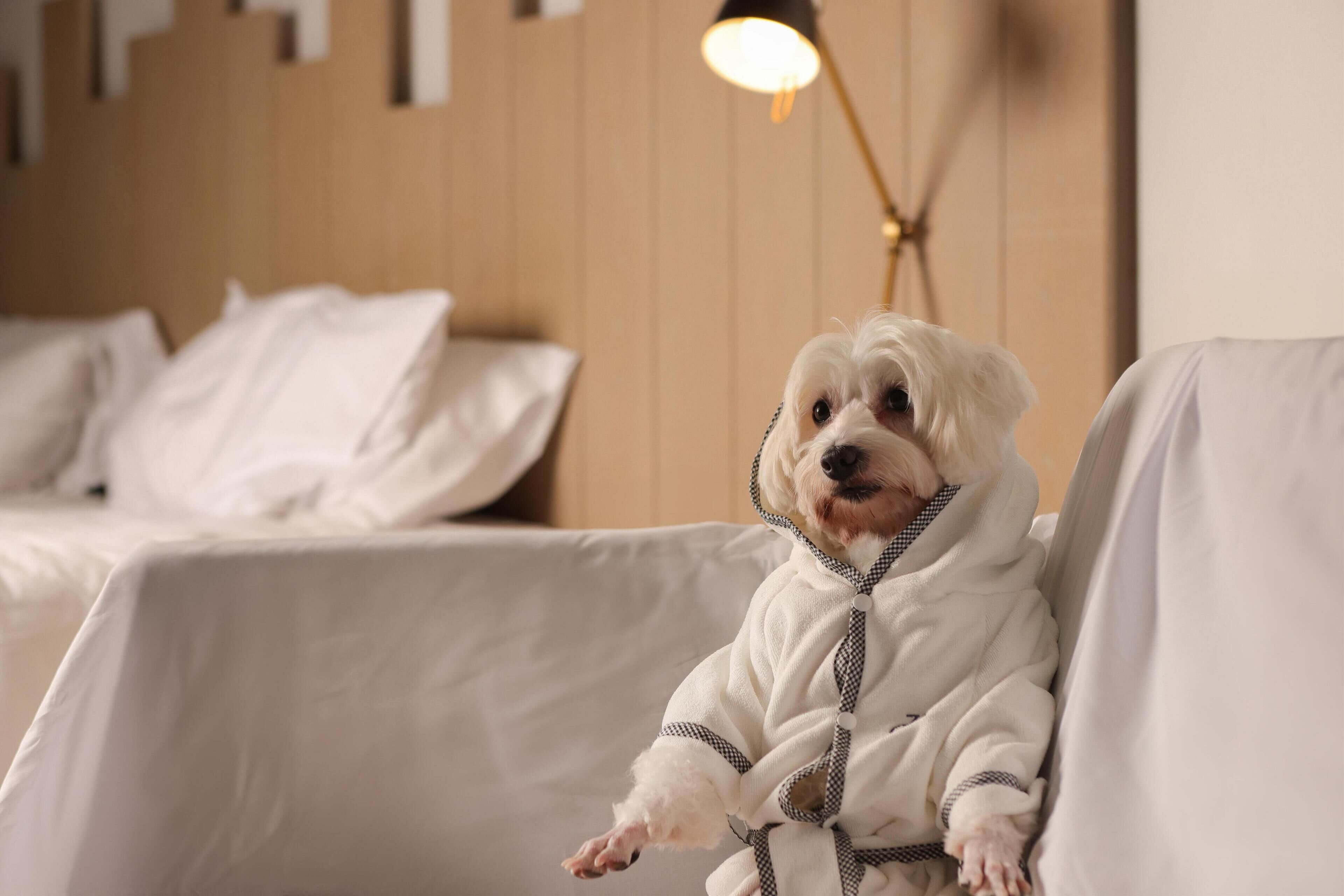 Um cão branco pequeno, vestido com um robe branco, sentado num sofá branco numa sala com uma cabeceira de cama de madeira e uma luminária.