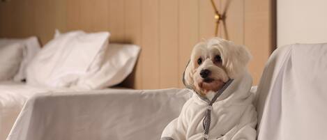 Um cão branco pequeno, vestido com um robe branco, sentado num sofá branco numa sala com uma cabeceira de cama de madeira e uma luminária.