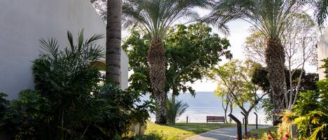 A paved pathway lined with palm trees and various plants, leading towards a body of water with a bench and railing.