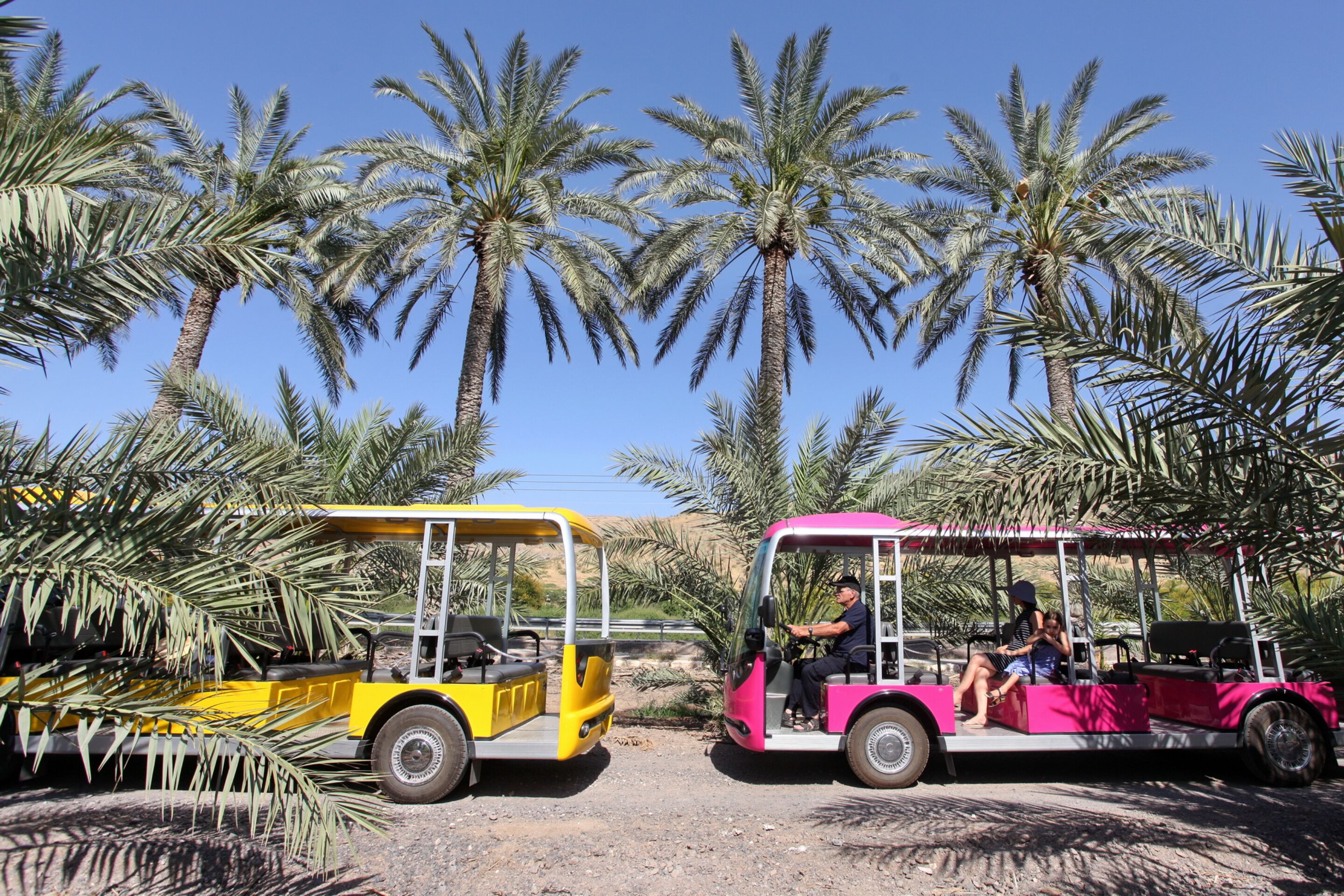 Two open-top vehicles parked in a palm tree-lined area.
