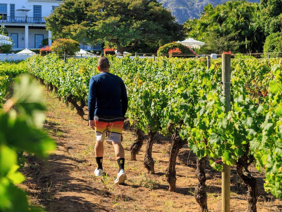 A vineyard path with rows of grapevines and a person walking away from the camera.
