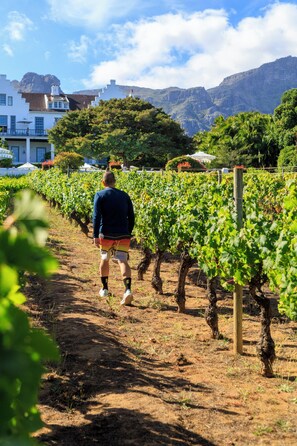 Vineyard