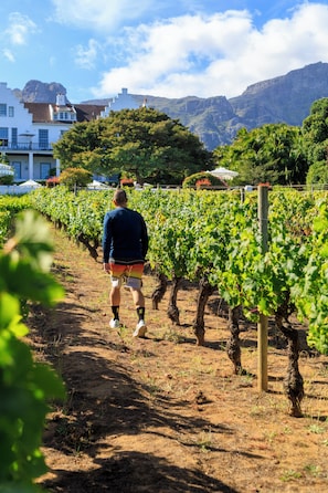 Vineyard