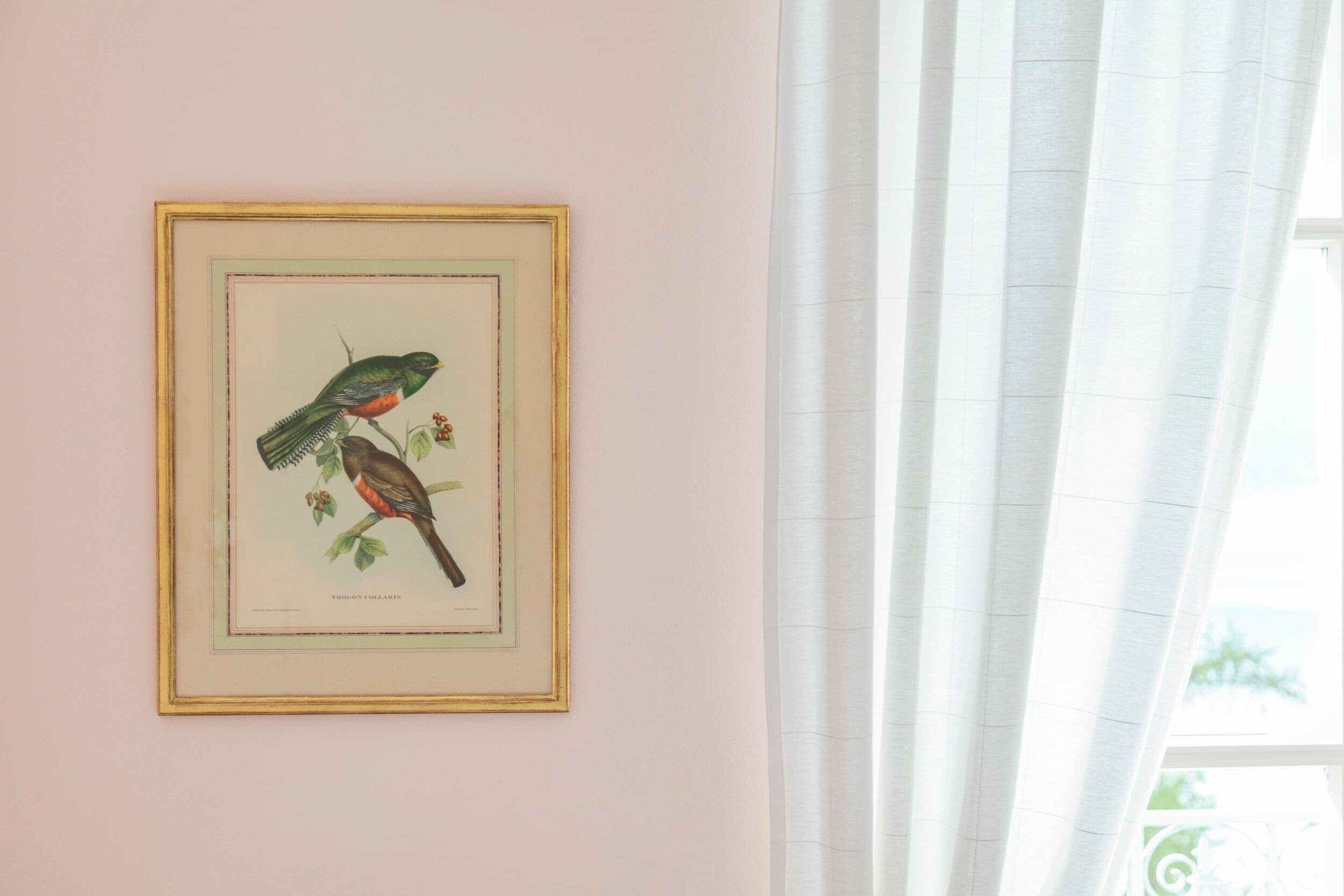 A framed bird illustration on a wall.