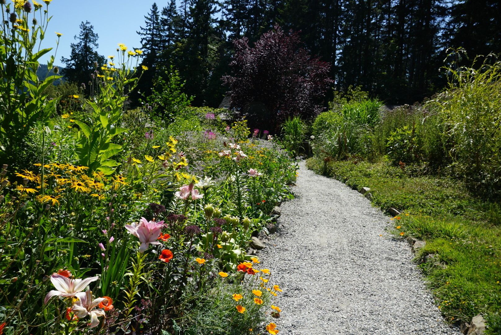 A gravel path surrounded by a variety of flowering plants and trees.