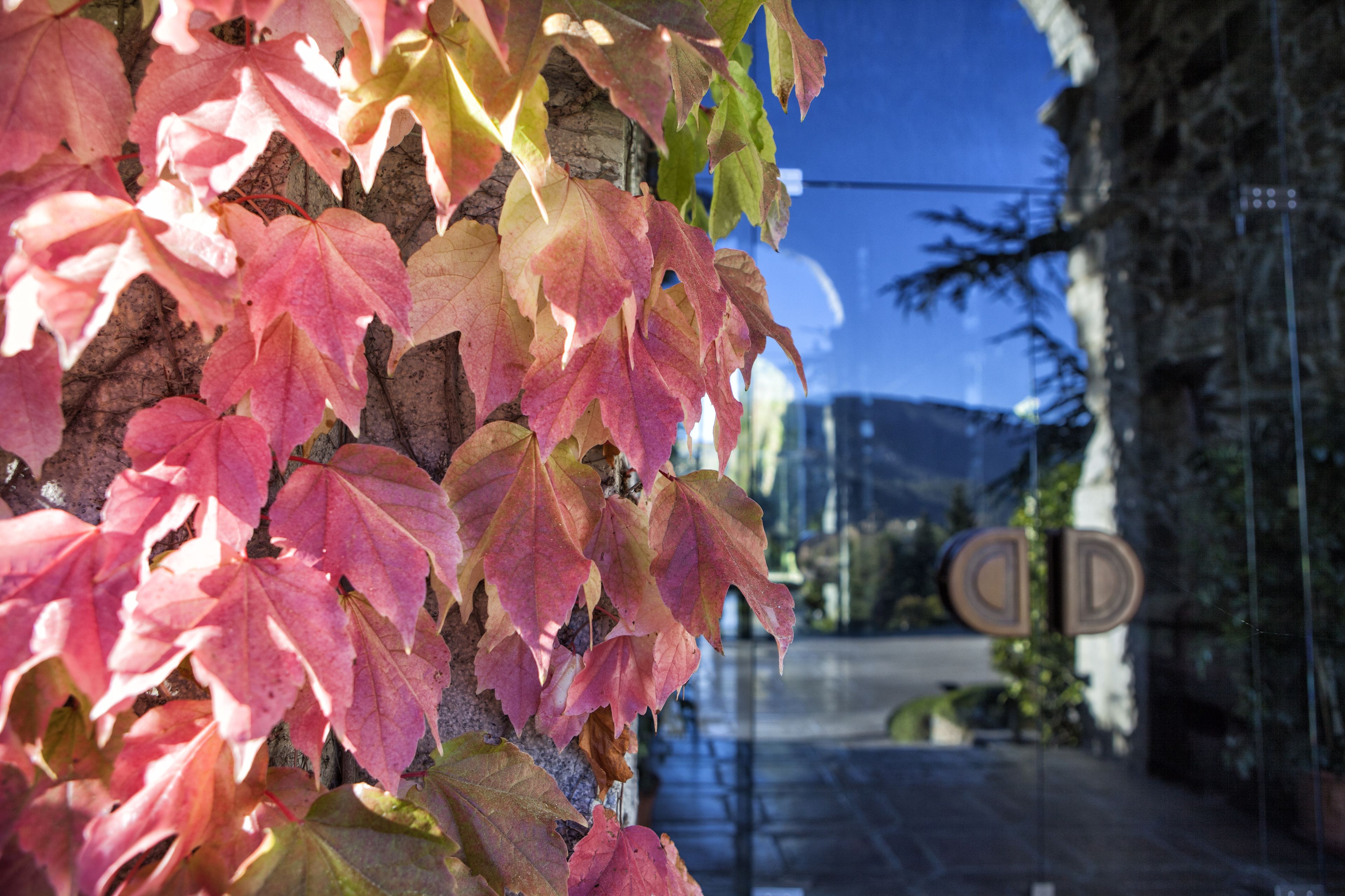 A view of autumn leaves on a building facade with a clear blue sky in the background.