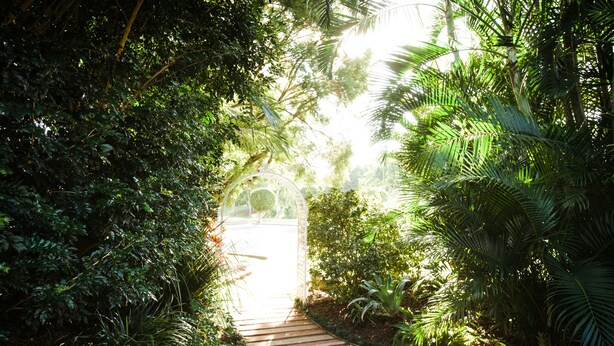 Un sentier en bois qui traverse une végétation luxuriante.