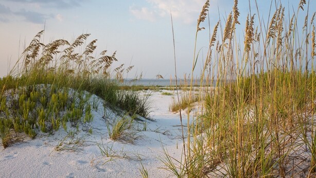 A sandy beach with tall grasses and a clear sky. - Holiday Inn Express & Suites Naples North - Bonita Springs by IHG (Bonita Springs)