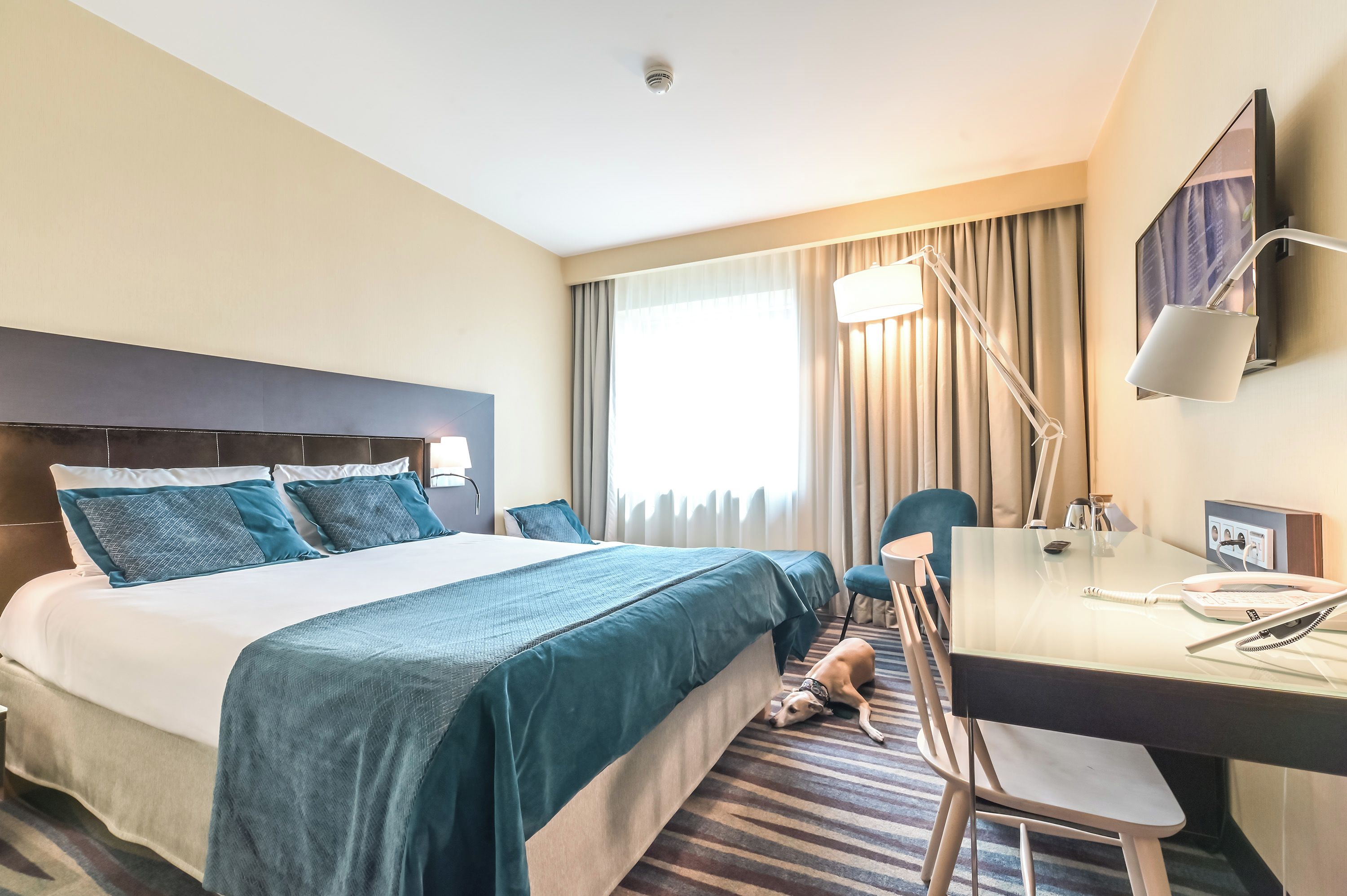 A hotel room with a bed, a desk, a chair, a dog, and a TV.