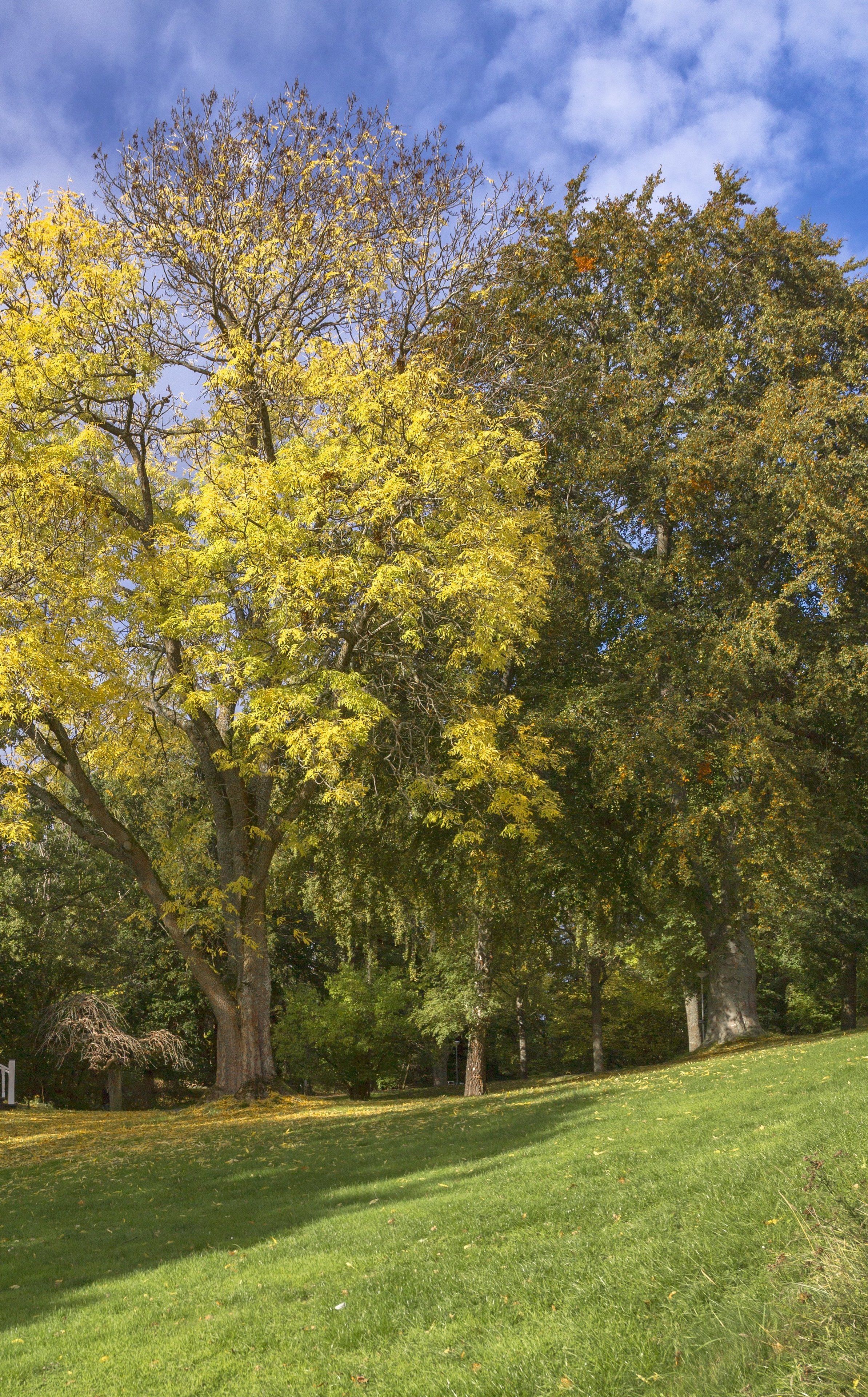Un parque con árboles grandes y una zona verde.