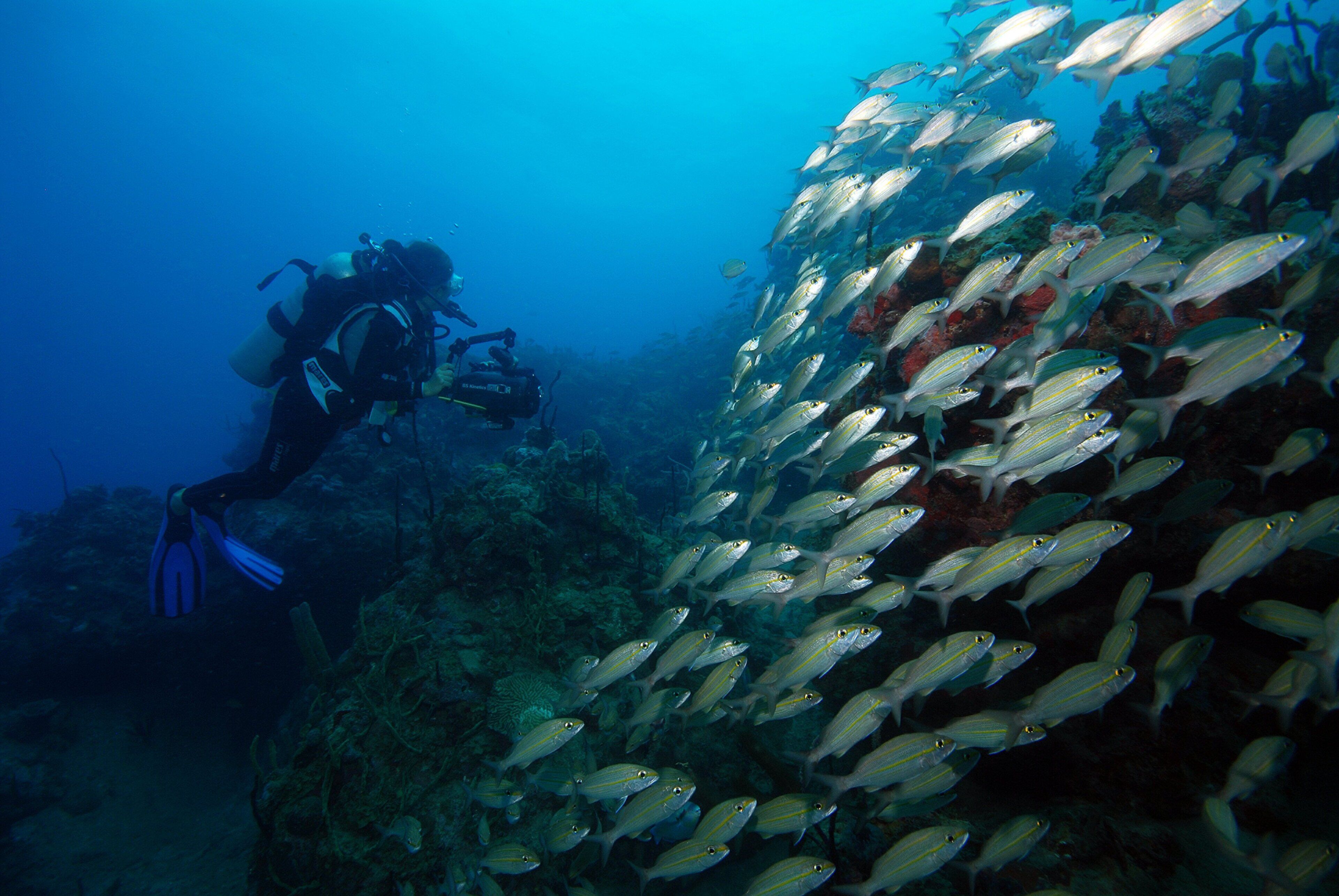 Un buceador rodeado por un banco de peces en un entorno submarino cristalino.