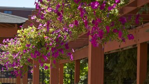 Una hilera de tumbonas bajo una pérgola con flores moradas, y un edificio al fondo.